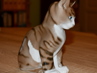 velké porcelánové kočky, Rosenthal