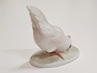 slepice Rosenthal