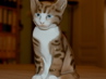 velké porcelánové kočky, Rosenthal